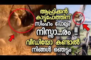 സിംഹം പോലും നിസ്സാരം ! How Buffalo fight with king of the jungle | Animals fight (malayalam)