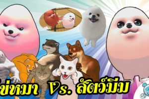 ไข่หมามาแล้ววว!! น้องงงงงงง ไข่หมา is DA BEST!!! [Fight of Animals] (Egg Dog Update)