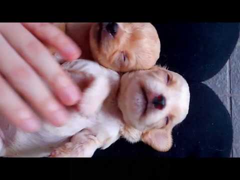 可愛い子犬たちCute puppiesスライドショー