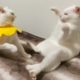 珍妙白猫コンビ、壁際でコントを披露する The funny cats playing by the wall
