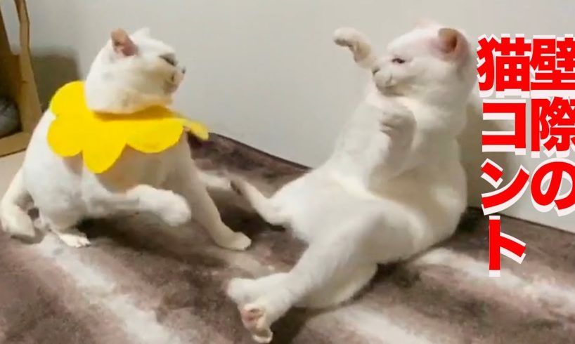 珍妙白猫コンビ、壁際でコントを披露する The funny cats playing by the wall