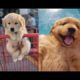 Cute baby animals Videos Compilation cutest moment of the animals - Cutest Puppies??