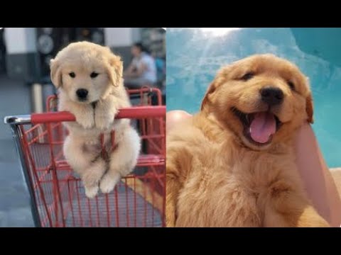 Cute baby animals Videos Compilation cutest moment of the animals - Cutest Puppies??