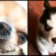 Cute baby animals Videos Compilation cutest moment of the animals - Cutest Puppies #4
