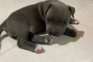 American Bully | Cute puppies Funny Playing