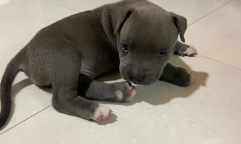 American Bully | Cute puppies Funny Playing