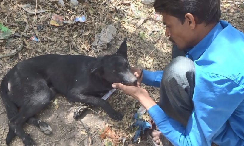 Beloved street dog before and after: rescued from road accident.