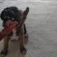 Bone Dogs, Puppy nibbles a Bone, Funny Dogs, Cute Puppies