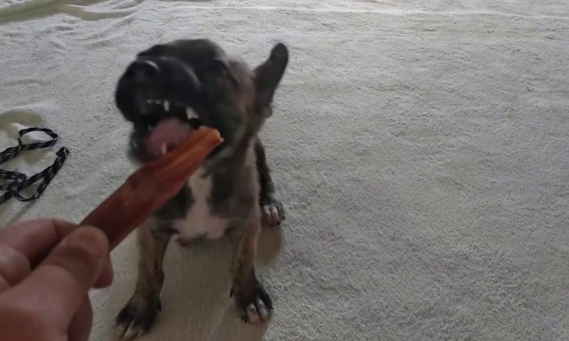 Bone Dogs, Puppy nibbles a Bone, Funny Dogs, Cute Puppies