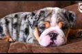 Cute Puppies Compilation 2020