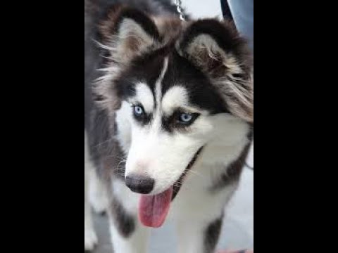 Cute Puppies ? Cute Funny and Smart Dogs ever