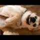 ♥Cute Puppies Doing Funny Things 2020♥ #2 Cutest Dogs
