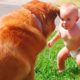 ♥Cute Puppies Doing Funny Things 2020♥ #4 Cutest Dogs