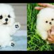 ?Cute Puppies Doing Funny Things 2020?| cutest puppies #puppies #cutepuppy #babydogs #funnyvideos