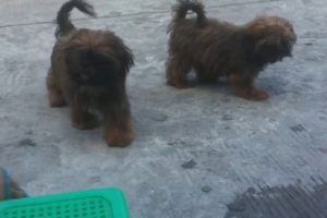 Cute Puppies Playing