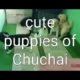 Cute Puppies of Chucahi Berneese