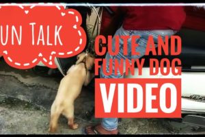 Cute and Funny Dogs Cute puppies doing funny things 2020 | Funniest and Cutest Video | Vlog 3
