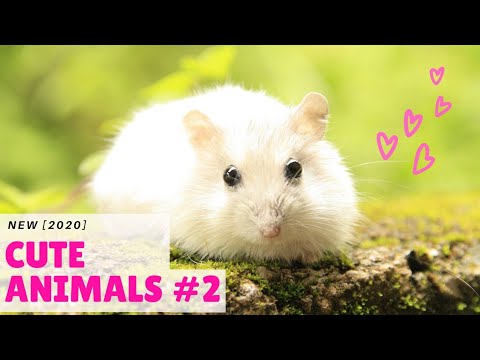 Cute animals | Cute animals compilation(part-2) | Cute puppies [NEW 2020]