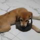 Cute little dogs playing with cute puppies