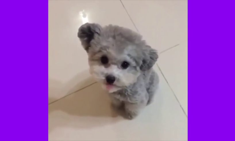 Cute puppies compilation #1
