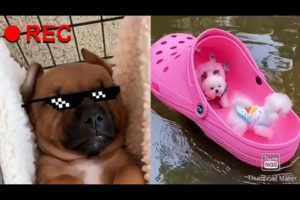 Cute puppies doing funny things 2020❤️#01- Tiktok compilation #cute #Animals #puppies