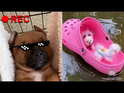 Cute puppies doing funny things 2020❤️#01- Tiktok compilation #cute #Animals #puppies