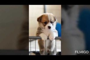 Cute puppies that makes you smile ??