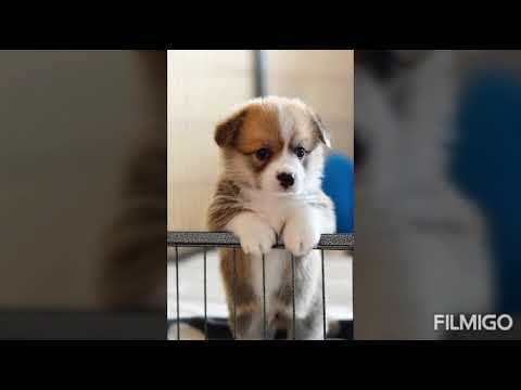 Cute puppies that makes you smile ??
