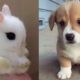 Cutest Animals Ever - Cute And Funny Baby Animals Compilation | Cutest Pets In The World