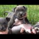 Cutest Puppies doing funny things compilation 2020