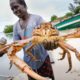 Huge Caribbean KING CRAB ? RUNDOWN!! Jamaican Seafood Tour - Jamaica! ??