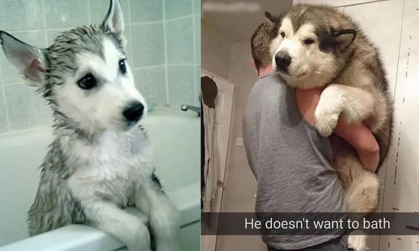Incredible Puppy Husky and Siberian Malamute First Bath & Cutest Puppy Howls [HD]