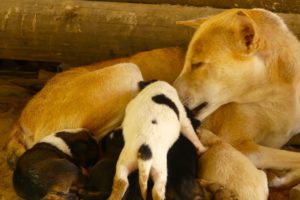 Mother Dog and Cute Puppies