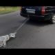 PUPPY DRAGGED FOR MILES! Everyone Watched No One Helped. Heartbreaking Moments | Animal Rescue 2020