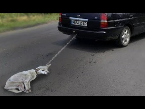 PUPPY DRAGGED FOR MILES! Everyone Watched No One Helped. Heartbreaking Moments | Animal Rescue 2020