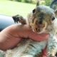 Rescue Squirrel Changes Man's Life | The Dodo