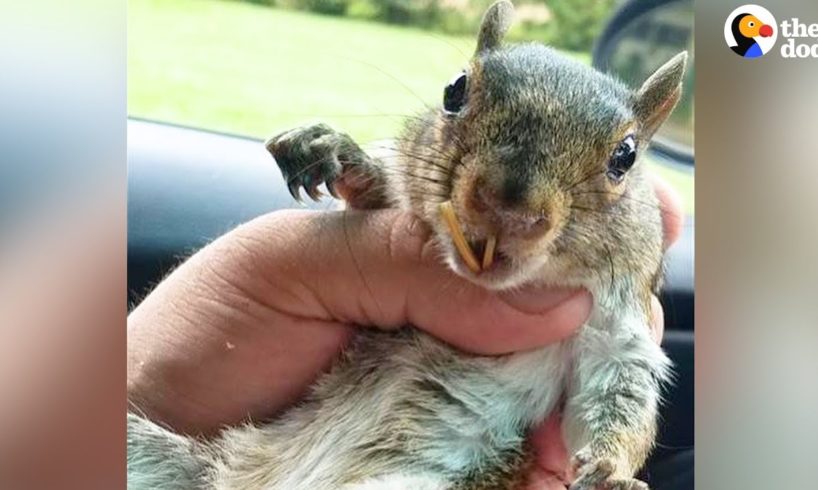Rescue Squirrel Changes Man's Life | The Dodo