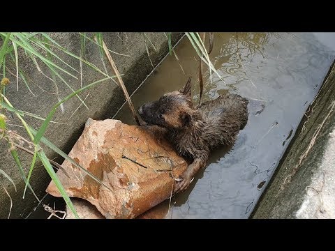 Rescue the poor puppy in the rice ditch .Search & Rescue Animal !!!