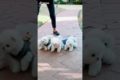 So cute puppies ๐๐๐๐๐