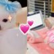 TIK TOK Cutest Pets Thú cưng dễ thương ai cũng muốn nuôi