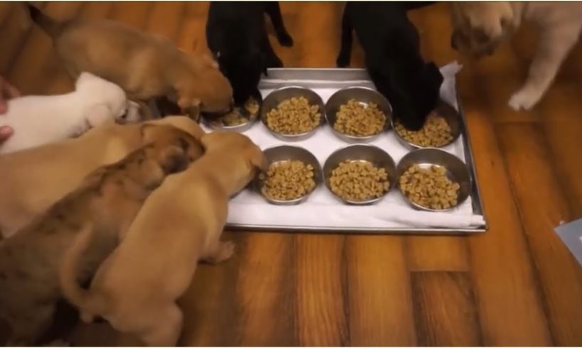 The Cutest Puppies in The World ❤️ Funniest Puppy Moments ❤️ Animal Shelter