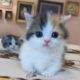 beautiful and mysterious animals#cute puppies #funny dog&cat &cute animals#funny videos#funny animal
