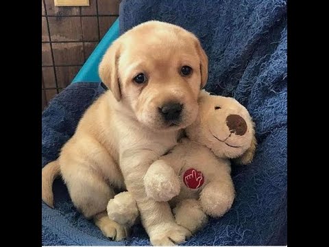 cute puppies and kittens