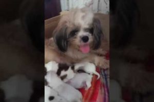 welcome to our cute puppies and cute mama dog