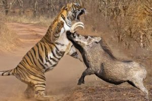 Animal Fight To Death - Tiger vs Warthog - Tiger Vs Buffalo -Tiger Vs Impala - Amazing Animal Attack