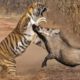 Animal Fight To Death - Tiger vs Warthog - Tiger Vs Buffalo -Tiger Vs Impala - Amazing Animal Attack