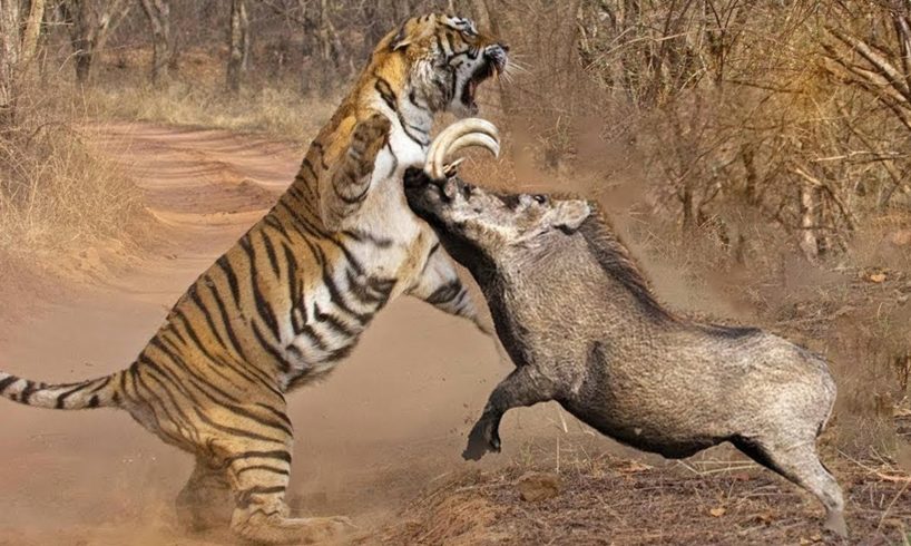 Animal Fight To Death - Tiger vs Warthog - Tiger Vs Buffalo -Tiger Vs Impala - Amazing Animal Attack