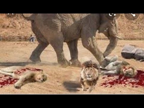 Animal Fights Completion | Animal Fights  (720p)