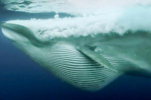 BBC Earth 50 Top Natural History Moments | 20-11