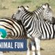 Baby Animals Playing in Zoo | Fauna Nation